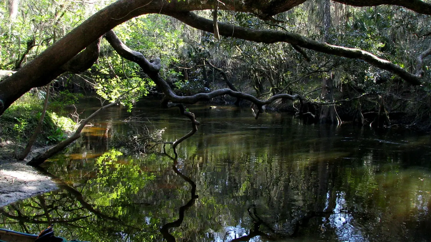 The Alafia River under live oaks near Lithia Springs Park