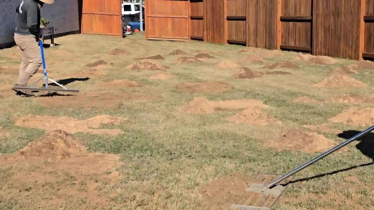 Sand raked into the low spots of a backyard lawn during lawn leveling
