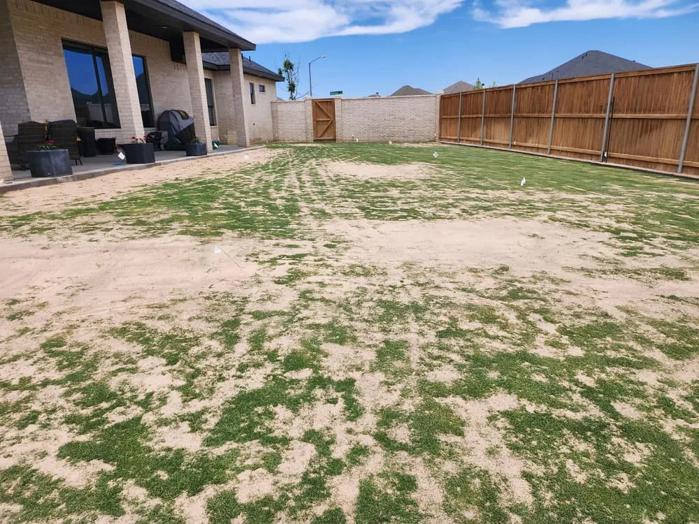 A thin layer of sand spread over a patchy backyard lawn during lawn topdressing
