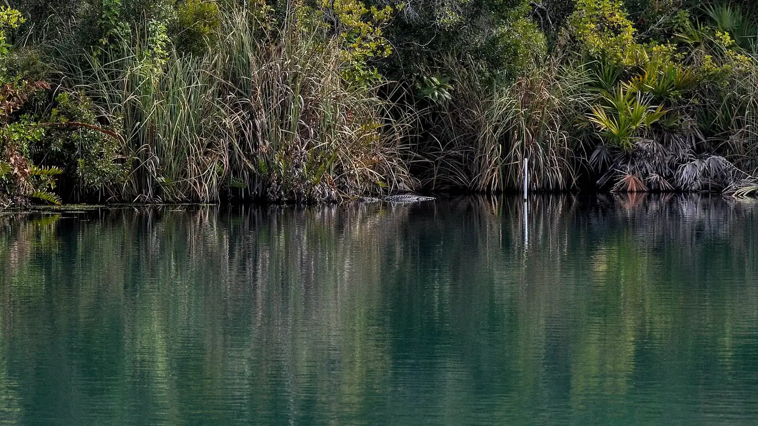Still water below tall grasses and palmettos in North Port