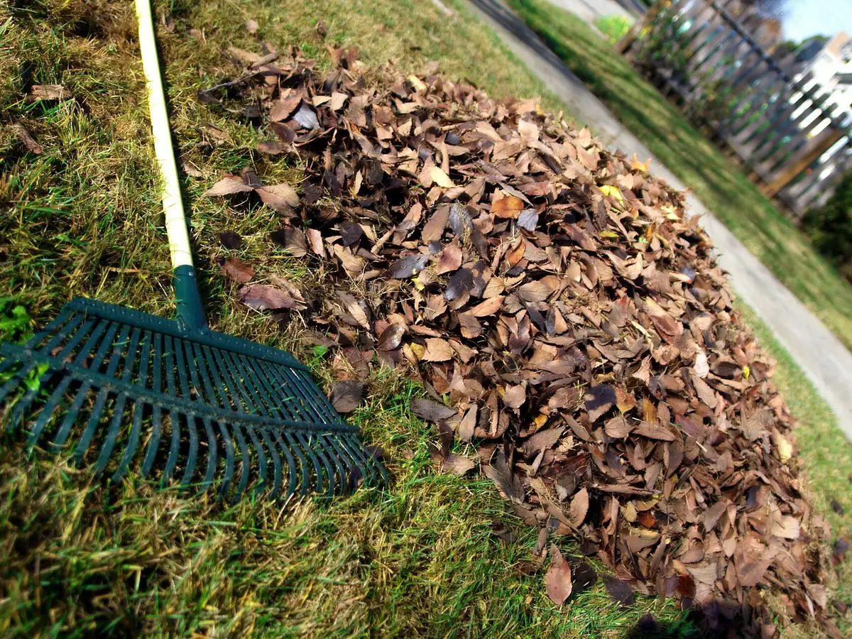 A leaf rake beside a pile of leaves raked off a lawn, yard cleanup