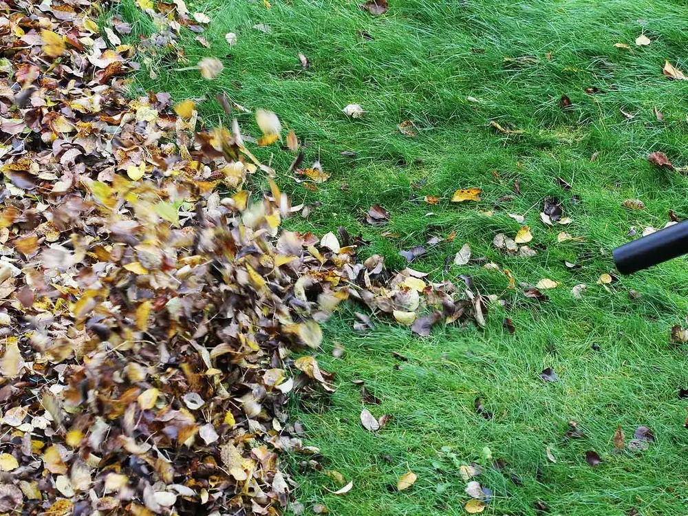 Leaves blown off a green lawn during yard cleanup