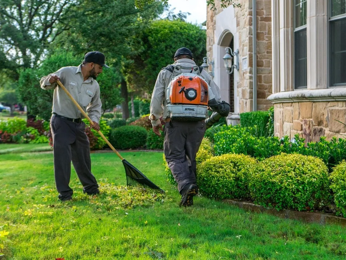 Yard cleanup crew raking and blowing debris off a lawn by the shrubs