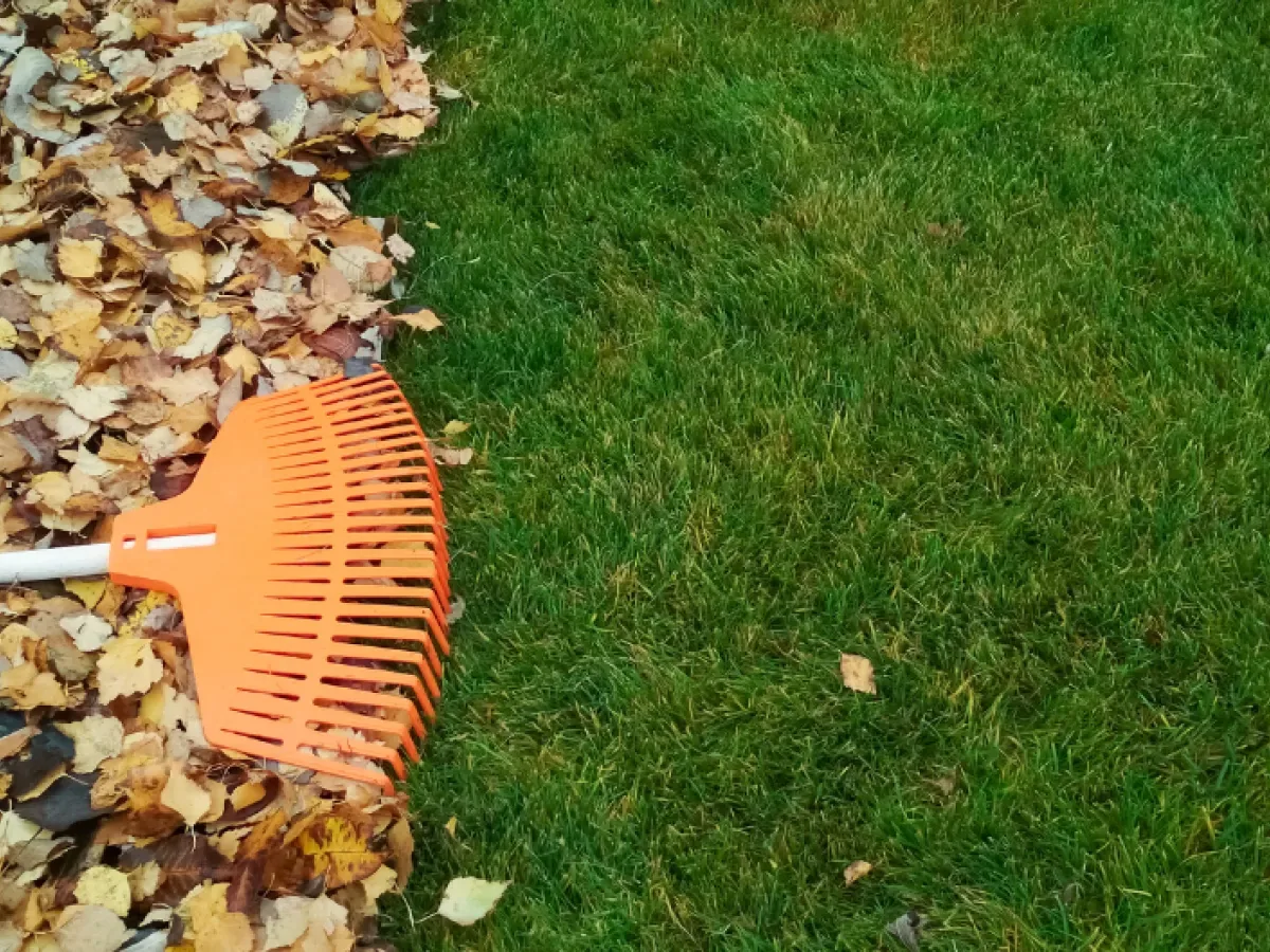 Raking leaves off the edge of a lawn, yard cleanup